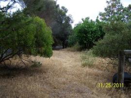 Side access almost completely blocked by poorly maintained trees.