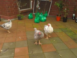 I swear they're half chook and half dinosaur.