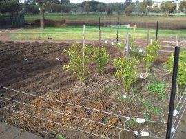 Big veggie patch revamped!