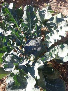 You can about see the goodness in that brocolli.