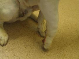 Freshly broken Bruce.