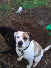 Bruce "helping" plant some trees.