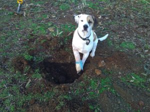 Bruce likes to help.