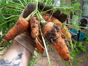My favourite carrot variety! 