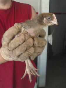 This "little" guy is only 2 weeks old!