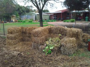 Compost bays made of pea straw!
