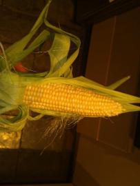 The corn was an unexpected success.