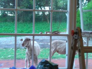 Curious sheep are curious.