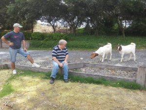 Dave comes to visit. To visit us, not the goats.