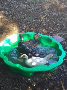 Ducks in a wading pool. Nothing more needs to be said.