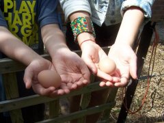 Eggs! The second best thing to come out of the chooks.