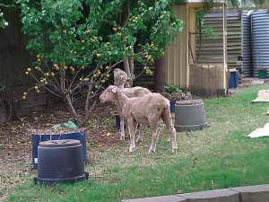 Sheep really like apricots.