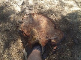 Stump of the leany pine we felled.
