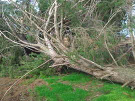 The leeny pine is down!