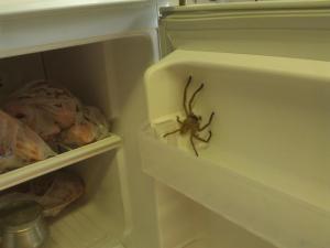 Not sure how he got in the freezer, but he was not happy about it.