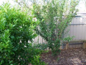 Plum and lemon/lime.