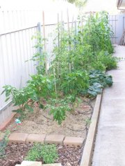 Our first veggie patch.