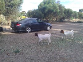 The goats checking out the action.