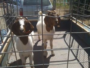 Tasty, tasty cuteness.