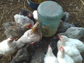 Meat chooks all grown up!