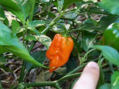 Habanero. Lots of heat.