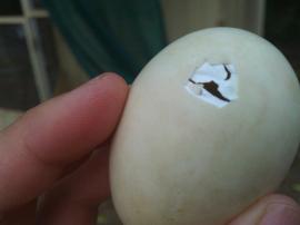 First egg hatching! The mum's do not like it when you do this...