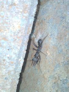 An Inch Ant. It's an ant. It's an inch long. Hence the name.