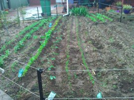 The larger backyard veggie patch is coming on nicely!