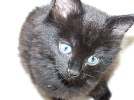 Mal as a kitten.