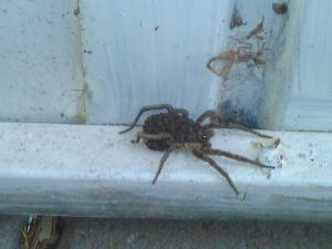 Wolf spider carrying babies. Look carefully and you can see the flash reflecting from hundreds of baby eyes...