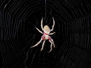 This beautiful lady made her home in our front yard.