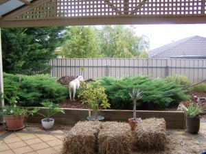 Pergola area with Bruce. He ends up in a surprising number of photos...