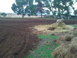 Ploughed paddock!
