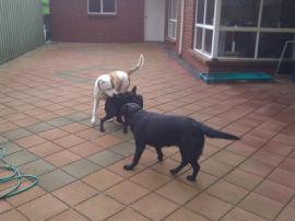 Tatyl was the first dog hit by the electric fence. She was not happy.