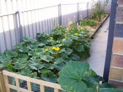 A pumpkin plant in the process of getting away from me.