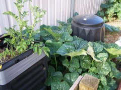 Crazy pumpkin plant!