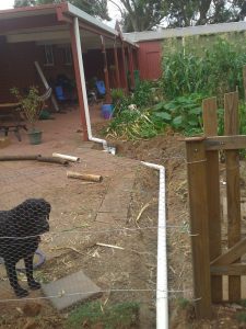 This is mostly to show one of the many trenches I had to dig... and Domino.