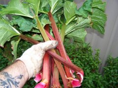 Rhubarb!