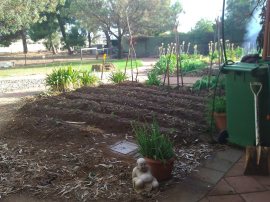 Second reclaimed veggie area.