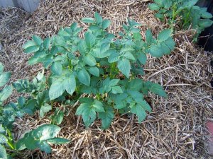 Spuds under straw.