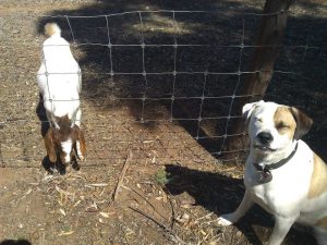 Bruce laughing at the stuck goat.