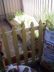 Reclaimed herb garden, fenced off from the crap factories.