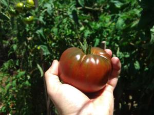 Black Russian tomato - our favourite!