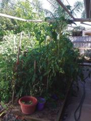 I ended up having to tie the tomatoes to the clothes line.