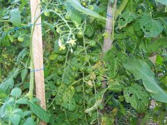 Volunteer tomatoes.