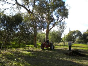 Tractor pulling power!