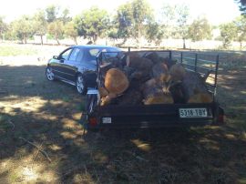 Wood from the felled pine.