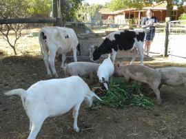 Beef, goat, and pork all in the one picture.