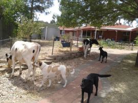 The cows snuck into the back garden. Bruce was all over it though. And by "it", I mean their butts.