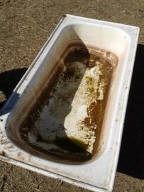 One day it's a dirty stock water trough...